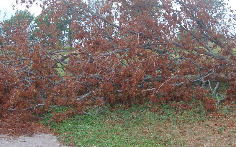 fallen tree