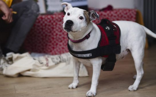 ChiCha, one of the dogs to benefit from the Christmas parcel service