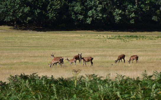 deer on field