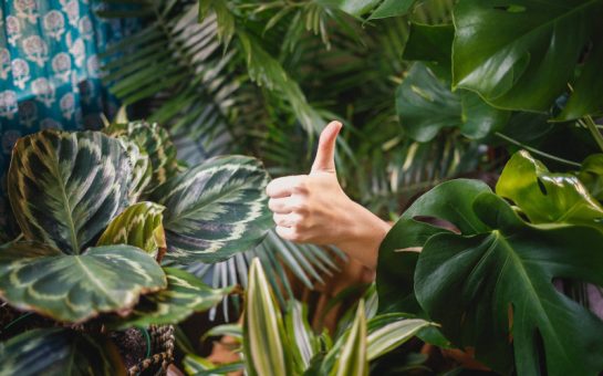 Thumbs up surrounded by plants