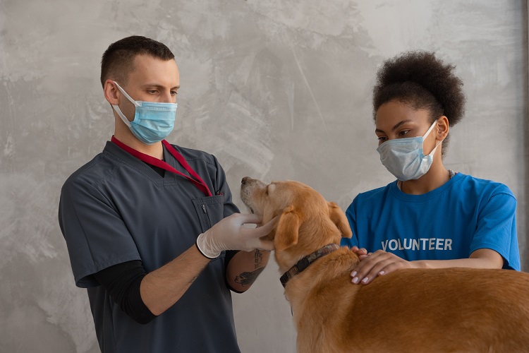 A dog being looked after by two people