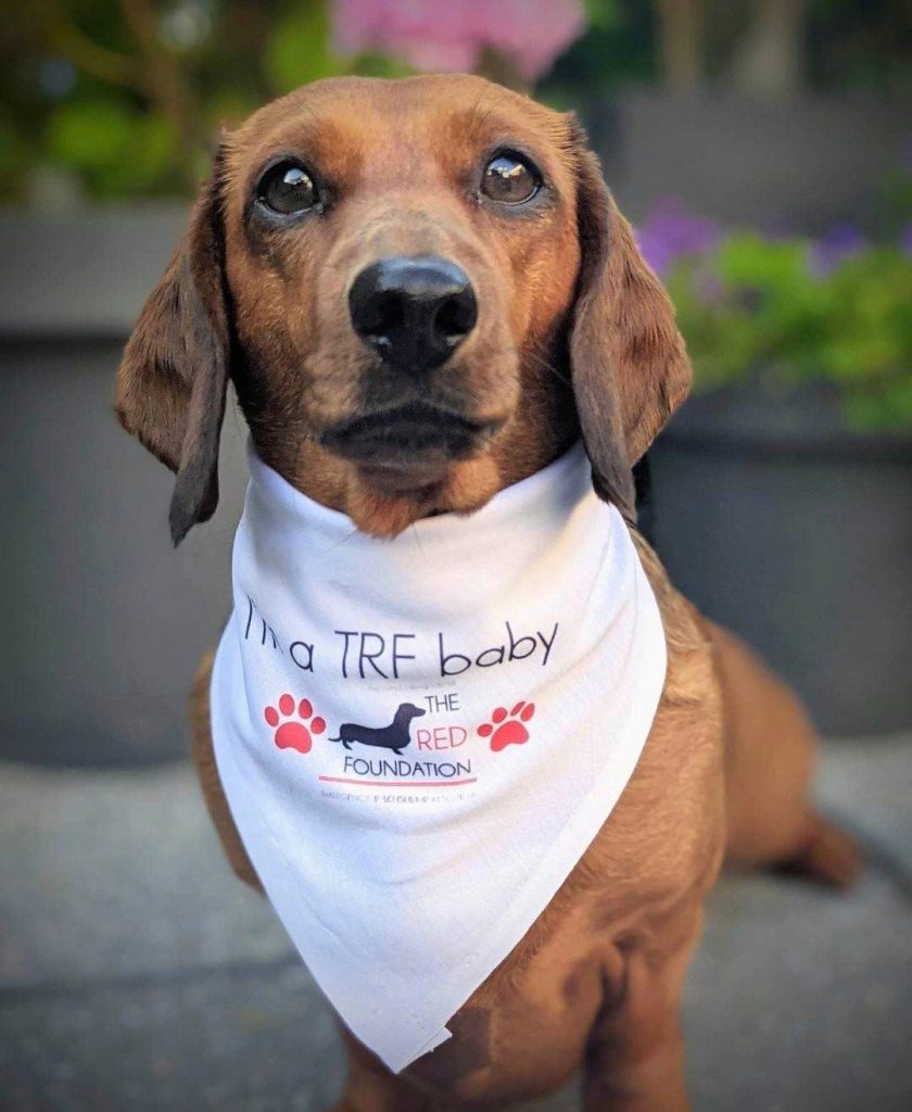 Orange sausage dog posing in The Red Foundation scarf