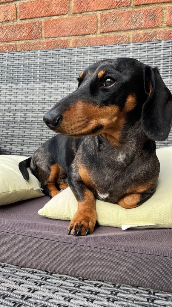 Black and tan sausage dog Ted bathing in the sun