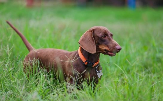 A brown dachshund in a grassy field