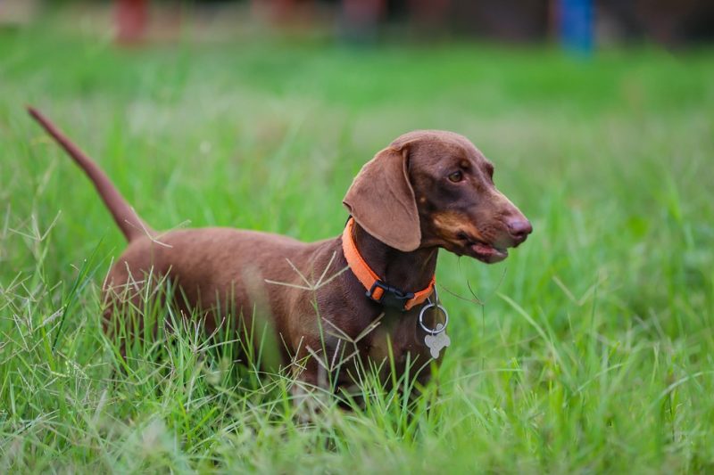 A brown dachshund in a grassy field