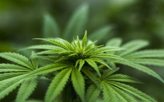 cannabis plant