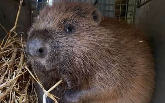 a beaver gnawing on straw