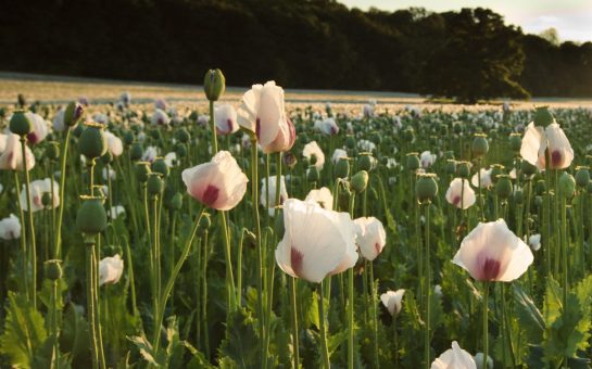 A field of opium poppies