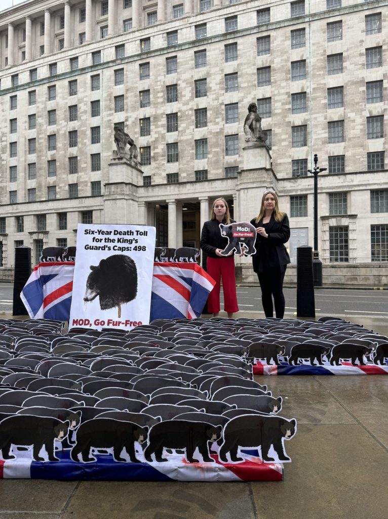 Picture of bear cut-outs laid on the pavement in front of the Ministry of Defence building as well as two protesters holding up a cut-out with the words "MOD: Go Fur Free" written on it.