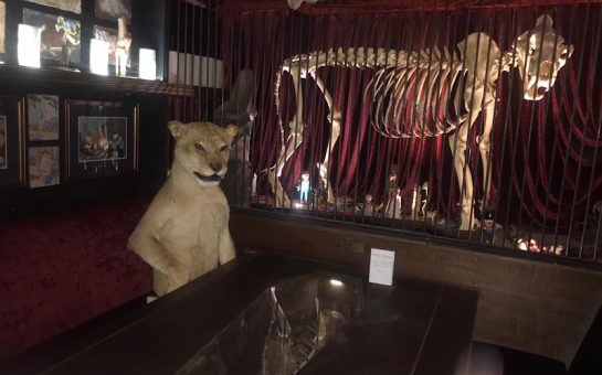 Image of a taxidermy lion sitting at a table. Behind them is a skeleton behind a cage.