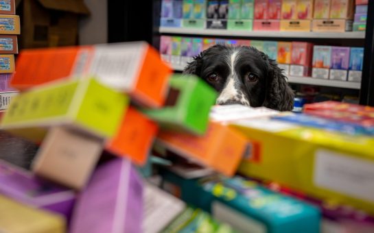 A dog pokes its head out from behind a colourful pile of vape boxes with shelves of more vapes in the background.