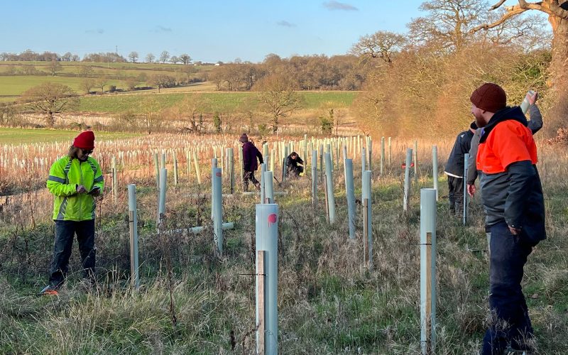Volunteers planting trees at Enfield Chase