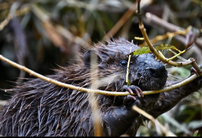 Beaver from Ealing Beaver Project