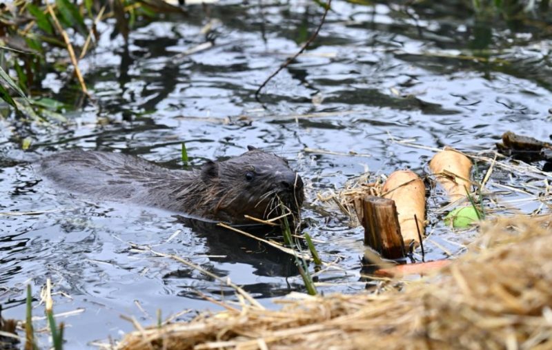 Beaver from Ealing Beaver Project