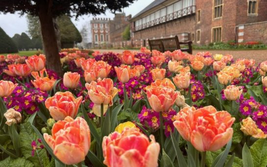 A row of flowers