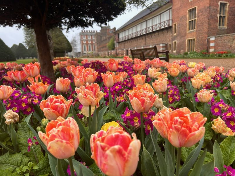 A row of flowers