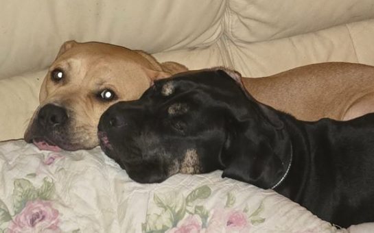 Two rescue dog best friends on a couch