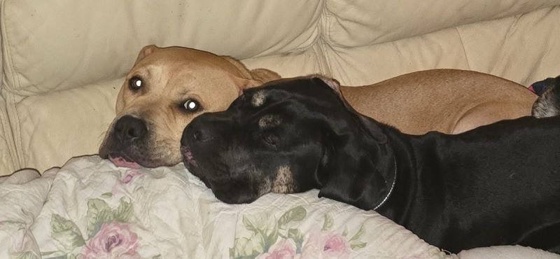 Two rescue dog best friends on a couch