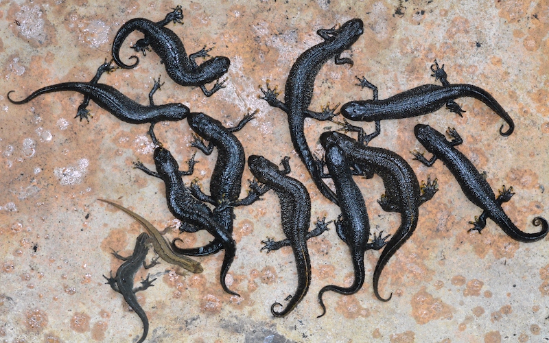 a group of great crested newts and smooth newts found in Glebelands Nature Reserve