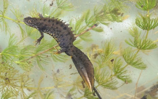a male great crested newt in breeding dress