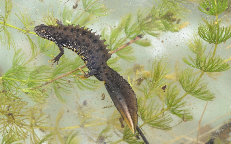 a male great crested newt in breeding dress