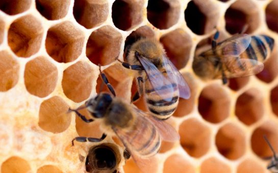 BUSY BEES: Female worker bees crawling into beehive cells (credit: Free to usefrom Unsplash)