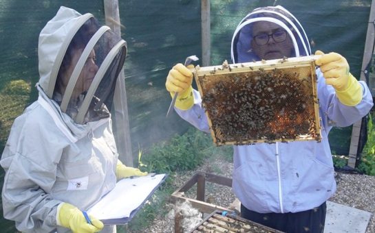North London beekeepers in action