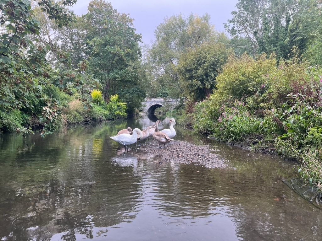 River surrounded by bushes and trees with a bridge in the distance, a small island of rocks in the river with white and brown swans standing on it.