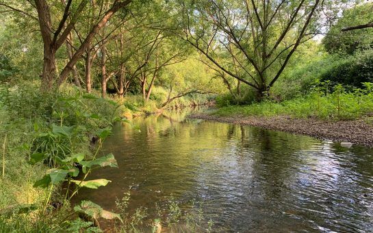 A clear river stream surrounded by greenery, trees, rocks, and bushes, with sunshine peeking through