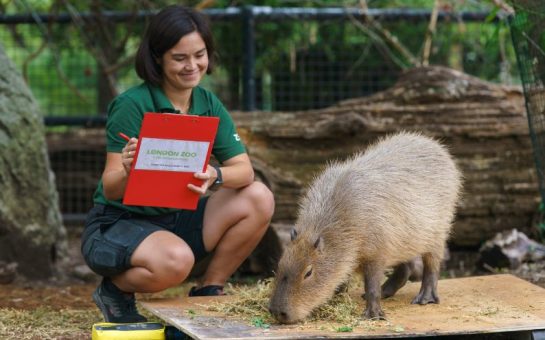 Zookeeper Poppy Jewell weighs Gizmo the capybara at London Zoo’s Annual Weigh In