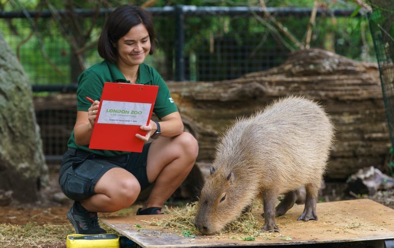 Zookeeper Poppy Jewell weighs Gizmo the capybara at London Zoo’s Annual Weigh In