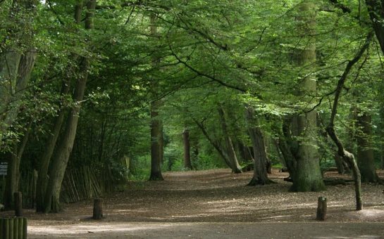 Highgate Wood (Credit: Wikimedia Commons)