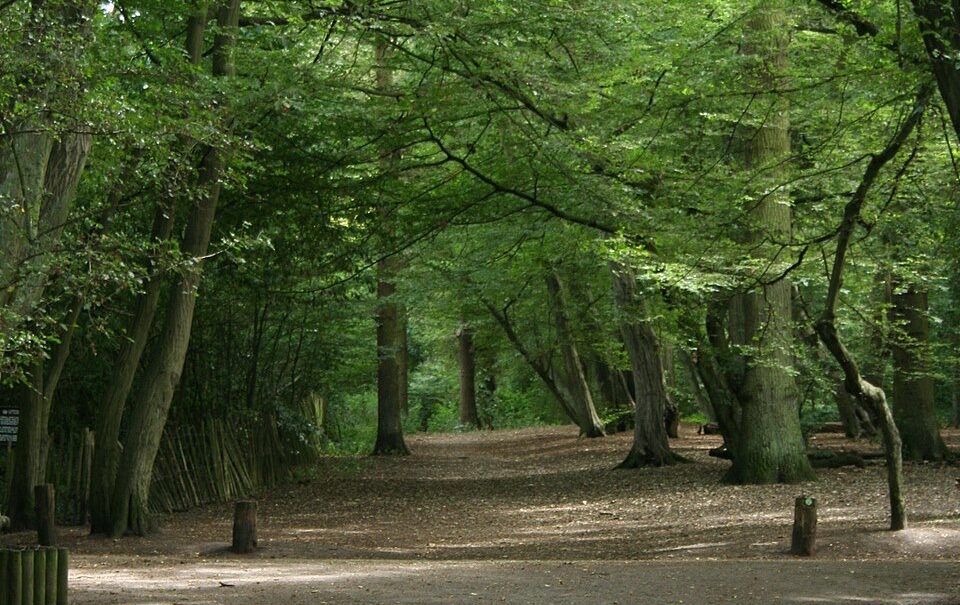 Highgate Wood (Credit: Wikimedia Commons)