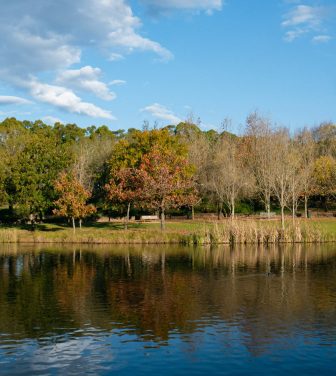 Lake surrounded by trees