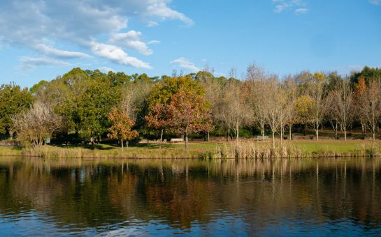 Lake surrounded by trees