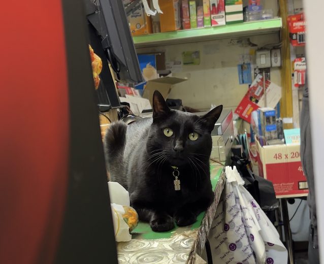 Black cat on shop counter