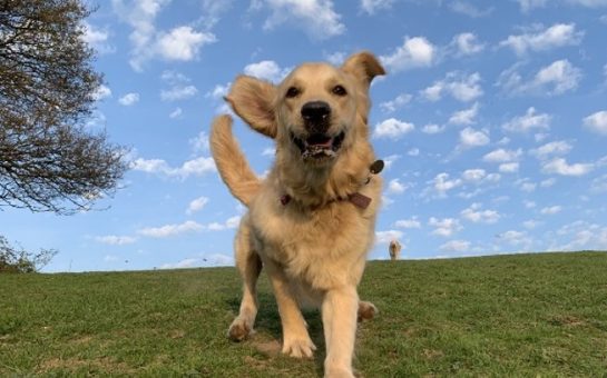 A golden retriever bounding towards the camera in a park.