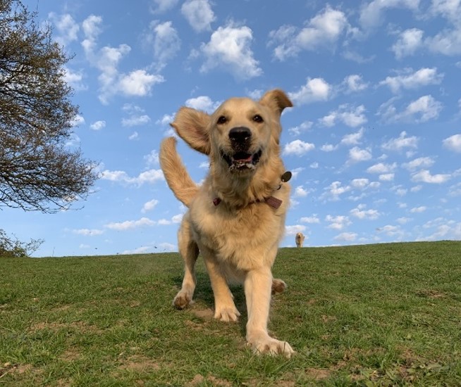 A golden retriever bounding towards the camera in a park.